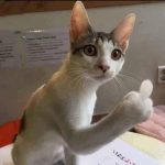 Nguyen Thanh Nhu Ngoc Nguyen Thanh Nhu Ngoc