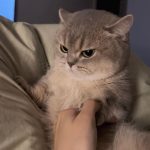 tieukimngan tieukimngan